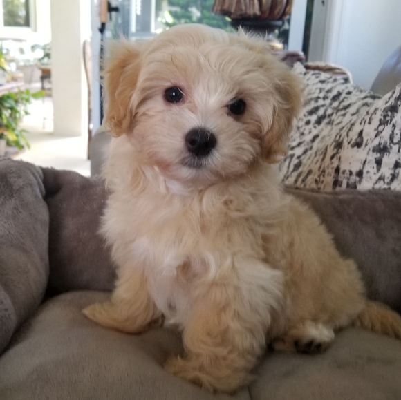 Meet your Posher, Deborah - Picture 1 of 1